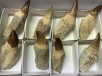 Mosasaurus - Dinosaurier Zahn Stufe - 8-10cm - 8 St�ck - Karton