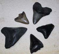 Megalodon - fossiler Haizahn - 5,5-9,8cm - 5 St�ck - Karton