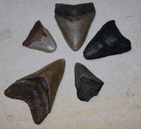 Megalodon - fossiler Haizahn - 5,6-10cm - 5 St�ck - Karton