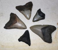 Megalodon - fossiler Haizahn - 5,6-10cm - 6 St�ck - Karton