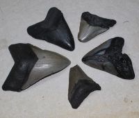 Megalodon - fossiler Haizahn - 5,5-11cm - 5 St�ck - Karton