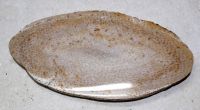 Versteinertes Holz - Palmholz 19x9cm Scheibe - Einzelst�ck
