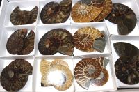 Ammonit - Madagaskar - 5-10cm - 9 Paare - Karton