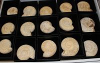 Ammonit - Perisphinctes - 5-6cm - 15 St�ck - Karton