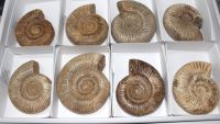 Ammonit - Perisphinctes - 8-10cm - 8 St�ck - Karton