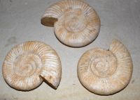 Ammonit - Perisphinctes - 12-14cm -  1 St�ck
