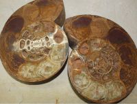 Ammonit - Madagaskar - 20x17cm - 1 Paar - Einzelst�ck