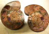 Ammonit - Madagaskar - 18x16cm - 1 Paar - Einzelst�ck