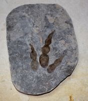 Versteinerter Saurier Fussabdruck - Platte - 22x16cm Einzelst�ck