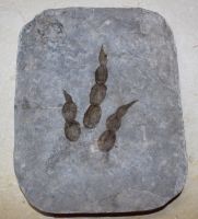 Versteinerter Saurier Fussabdruck - Platte - 23x19cm Einzelst�ck