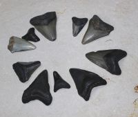 Megalodon - fossiler Haizahn - 2,5-6cm - 10 St�ck - Karton