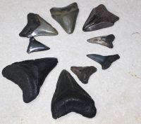 Megalodon - fossiler Haizahn - 3-7cm - 9 St�ck - Karton