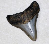 Megalodon - fossiler Haizahn - 7x6,3 cm Einzelst�ck