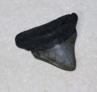Megalodon - fossiler Haizahn - 5,7x5 cm Einzelst�ck