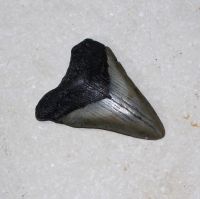 Megalodon - fossiler Haizahn - 6x6 cm Einzelst�ck
