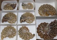 Ammonit - Cleoniceras - 5-9cm - 8 St�ck - Karton