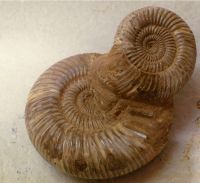 Ammonit - Perisphinctes  - Einzelst�ck