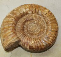 Ammonit - Perisphinctes - 22x18cm - Einzelst�ck