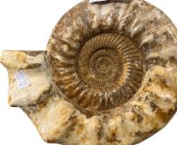Ammonit - Madagaskar - 37cm - 18,25kg - Einzelst�ck