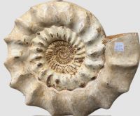 Ammonit - Madagaskar - 53cm - 56,5kg - Einzelst�ck