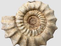 Ammonit - Madagaskar - 53cm - 49kg - Einzelst�ck
