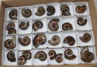 Ammonit - Cleoniceras - 2,5-4cm - 28 St�ck - Karton