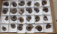 Ammonit - Douvelliceras - 2-3,5 cm - 24 St�ck - Karton