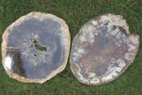 Versteinertes Holz - Scheibe - 18-23cm - 1 St�ck