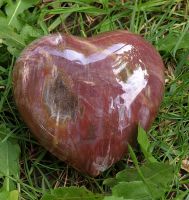 Versteinertes Holz - Herz - verschiedene Gr��en -