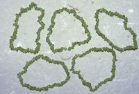 Peridot - Splitter - Armband Elastik - 5 St�ck