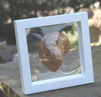 Ammonit poliert  - Fossil im Schweberahmen 13x13 cm