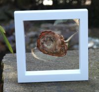 Versteinertes Holz  - Fossil im Schweberahmen 13x13 cm