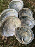 Haliotis midae - Paua Abalone - 13-16cm - 9 St�ck - Karton