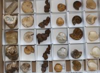 Fossilien - Mix - 30 St�ck - 4-5cm - Karton