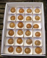 Seeigel - Depressus  - 1,5-2cm - Karton - 24 St�ck