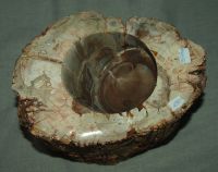 Versteinertes Holz - Flaschenhalter - ca. 20 cm -  Einzelst�ck