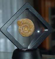 Ammonit in 3D-Wechselrahmen - 7 x 7cm - 1 St�ck