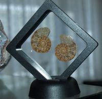 Ammoniten in 3D-Wechselrahmen - 7 x 7cm - 1 St�ck