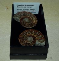 Ammoniten Paar Desmoceras - in Geschenkbox - 1 St�ck