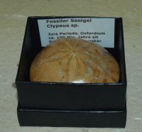 Seeigel Clypeus sp. - in Geschenkbox - 1 St�ck