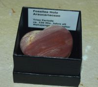 Verst. Holz Araucariaceae Herz - in Geschenkbox - 1 St�ck