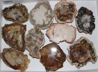 Versteinertes Holz - Scheiben - ca. 7-10 cm - 10 St. - Karton