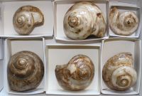 Schnecke - Pleurotomaria - 6-7cm - 4-6 St�ck - Karton