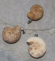 Ammonit Kranaosphinctes - Anh�nger mit �se - 1 St�ck