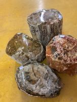 Versteinertes Holz - St�mme in verschiedenen Gr��en