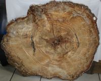 Versteinertes Holz - Scheibe - 75x85 cm - Einzelst�ck
