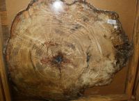 Versteinertes Holz - Scheibe - 76x89 cm - Einzelst�ck