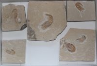 Versteinerter Krebs - Libanon - 5 St�ck - Karton