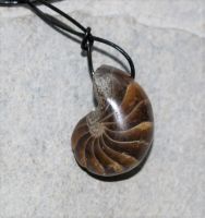 Nautilus - Anh�nger - Fossil an Lederband - 1 St.