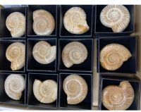 Ammonit - Madagaskar - in Geschenkbox - 12 St�ck